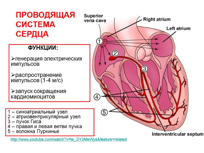 1 – синоатриальный узел 2 – атриовентрикулярный узел 3 – пучок Гиса 4 –